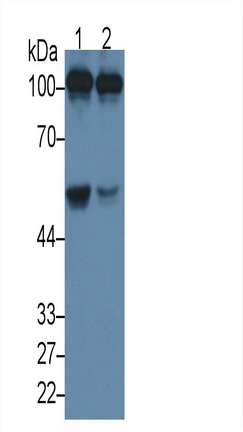 Complement Component 5a (C5a) Rat Monoclonal Antibody