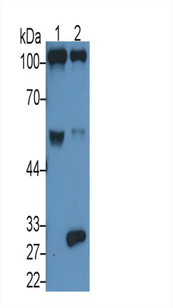 Complement Component 5a (C5a) Rat Monoclonal Antibody
