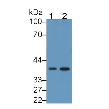 Follistatin (FS) Human Monoclonal Antibody