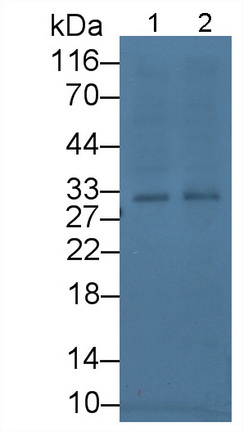 Tissue Factor Pathway Inhibitor (TFPI) Rat Monoclonal Antibody