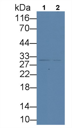 Tissue Factor Pathway Inhibitor (TFPI) Rat Monoclonal Antibody