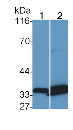 Tissue Factor Pathway Inhibitor (TFPI) Rat Monoclonal Antibody