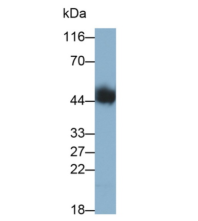 Tissue Factor Pathway Inhibitor (TFPI) Rat Monoclonal Antibody