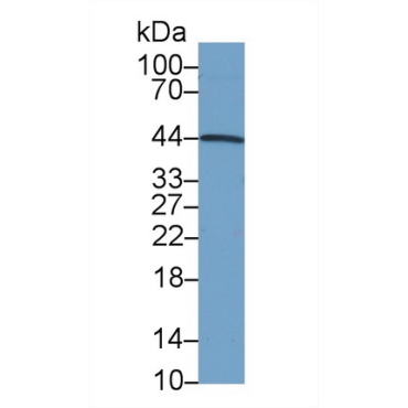Inhibin Alpha (INHa) Human Monoclonal Antibody