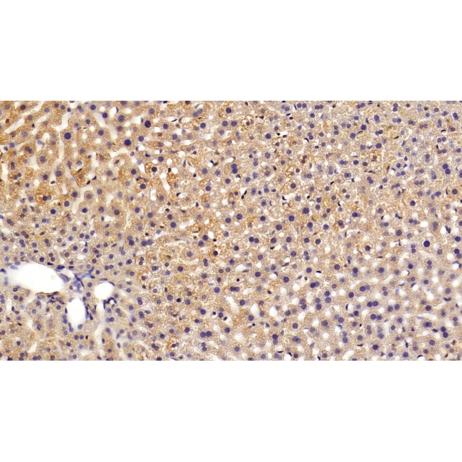 Sex Hormone Binding Globulin (SHBG) Mouse Monoclonal Antibody