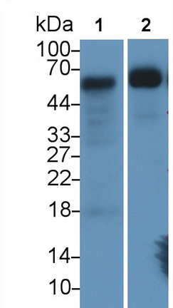 GATA Binding Protein 3 (GATA3) Human Monoclonal Antibody