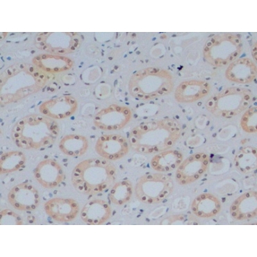 GATA Binding Protein 3 (GATA3) Human Monoclonal Antibody