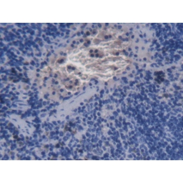 Alpha-Hemoglobin Stabilizing Protein (aHSP) Mouse Monoclonal Antibody