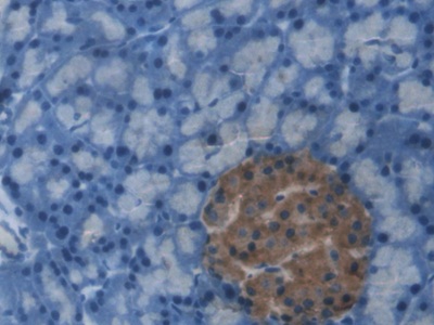 C-Peptide (CP) Rat Monoclonal Antibody
