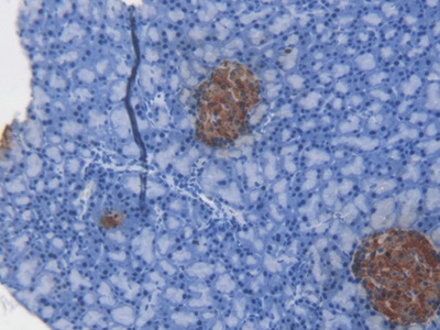 C-Peptide (CP) Rat Monoclonal Antibody