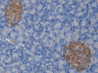 C-Peptide (CP) Rat Monoclonal Antibody