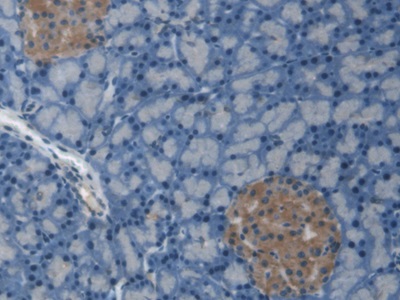 C-Peptide (CP) Rat Monoclonal Antibody