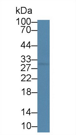C-Peptide (CP) Rat Monoclonal Antibody
