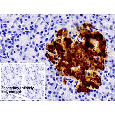 Insulin (INS) Human Monoclonal Antibody