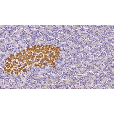 Insulin (INS) Human Monoclonal Antibody