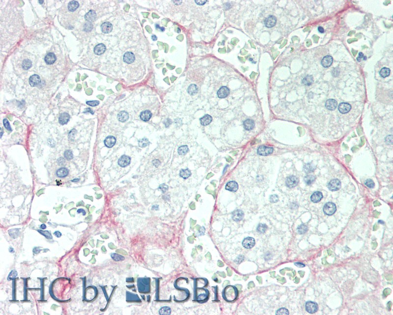 Cortisol (Cor) Pan-species (General) Monoclonal Antibody