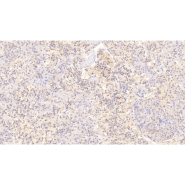 Cluster Of Differentiation 55 (CD55) Human Monoclonal Antibody