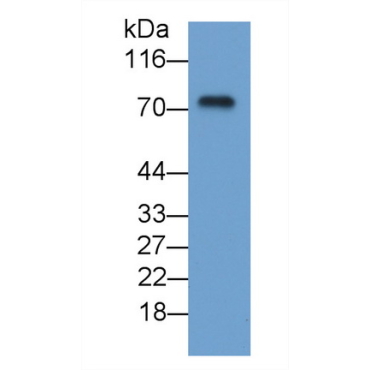 Cluster Of Differentiation 55 (CD55) Human Monoclonal Antibody