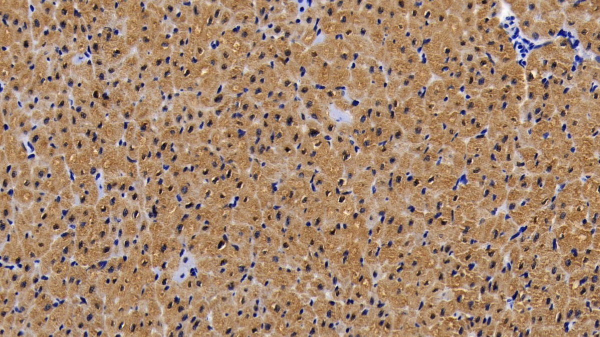 Myoglobin (MYO) Pig Monoclonal Antibody