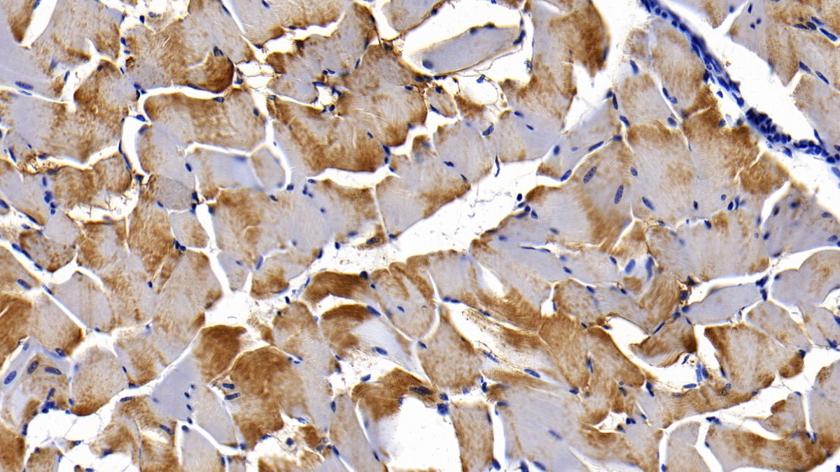 Myoglobin (MYO) Pig Monoclonal Antibody