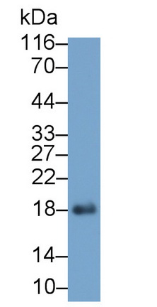 Myoglobin (MYO) Pig Monoclonal Antibody