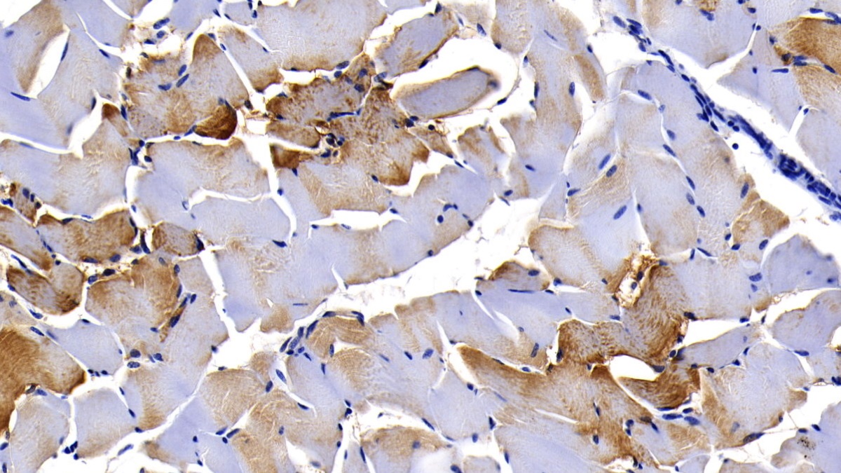 Myoglobin (MYO) Pig Monoclonal Antibody