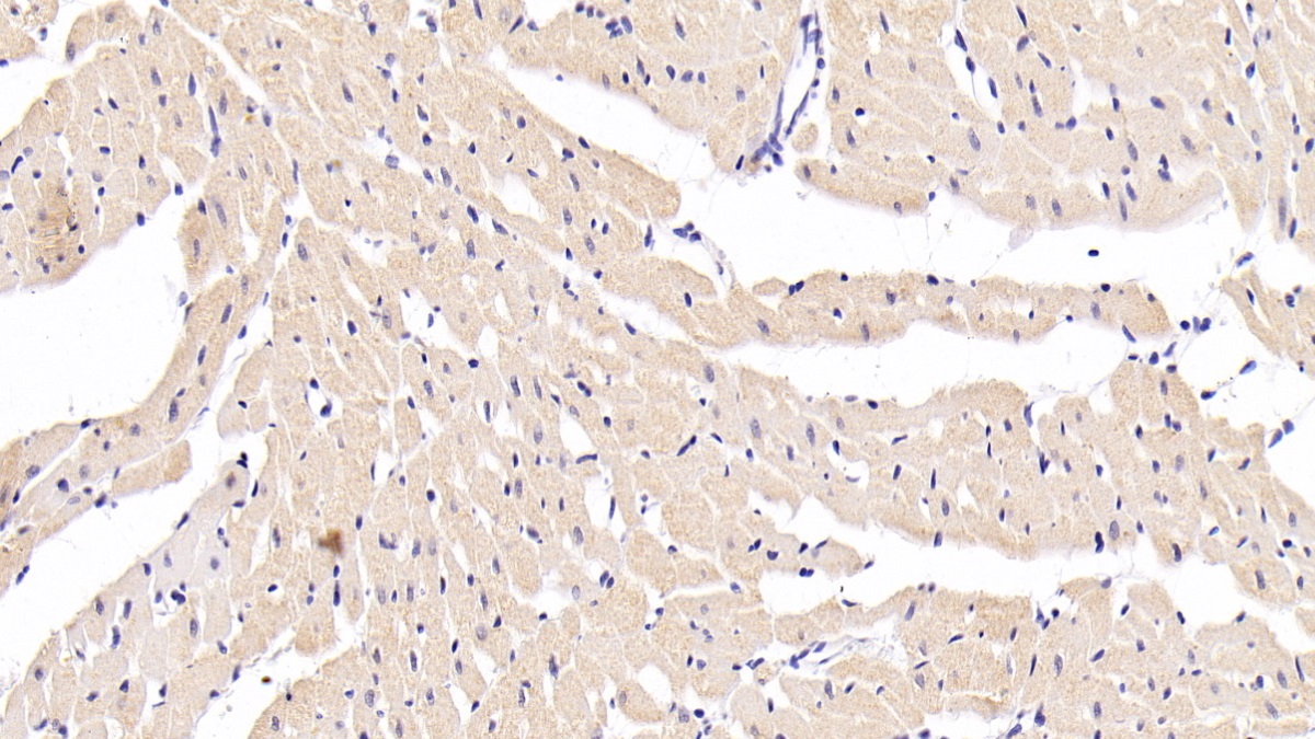 Myoglobin (MYO) Rat Monoclonal Antibody