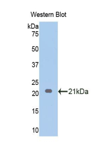 Endothelin 1 (EDN1) Pig Monoclonal Antibody