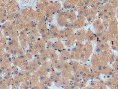 Apolipoprotein A1 (APOA1) Pig Monoclonal Antibody