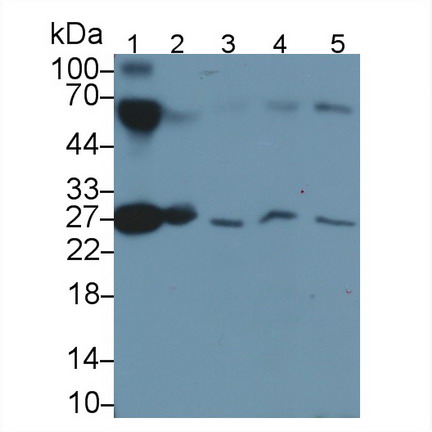 Apolipoprotein A1 (APOA1) Pig Monoclonal Antibody