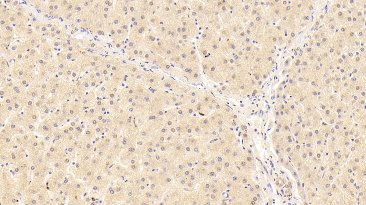 Apolipoprotein A1 (APOA1) Pig Monoclonal Antibody