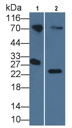 Apolipoprotein A1 (APOA1) Pig Monoclonal Antibody