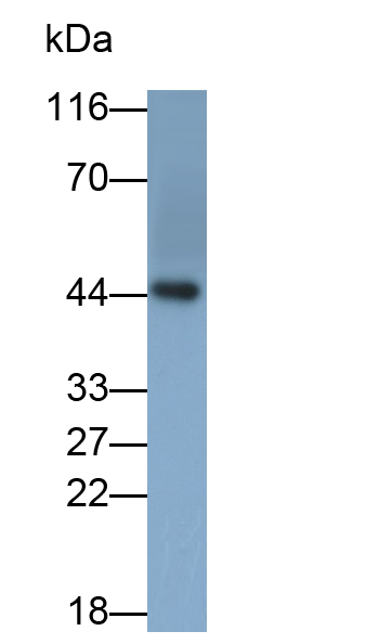 Tissue Factor (TF) Rat Monoclonal Antibody