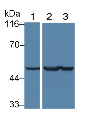 Enolase, Neuron Specific (NSE) Human Monoclonal Antibody