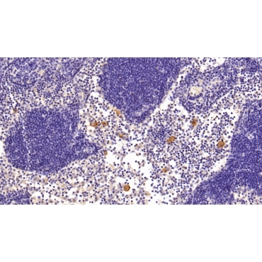 Vascular Cell Adhesion Molecule 1 (VCAM1) Mouse Monoclonal Antibody