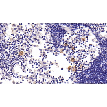 Vascular Cell Adhesion Molecule 1 (VCAM1) Mouse Monoclonal Antibody