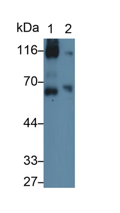 Vascular Cell Adhesion Molecule 1 (VCAM1) Rat Monoclonal Antibody