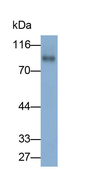 Vascular Cell Adhesion Molecule 1 (VCAM1) Rat Monoclonal Antibody