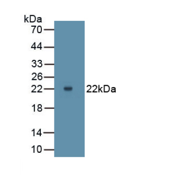 Matrix Metalloproteinase 9 (MMP9) Bovine (Cattle) Monoclonal Antibody
