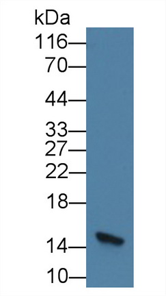 Fatty Acid Binding Protein 2, Intestinal (FABP2) Rat Monoclonal Antibody