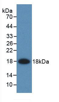 Fatty Acid Binding Protein 2, Intestinal (FABP2) Rat Monoclonal Antibody