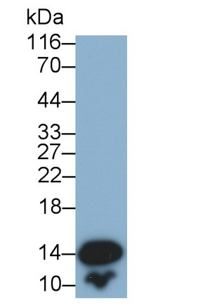 Fatty Acid Binding Protein 2, Intestinal (FABP2) Rat Monoclonal Antibody