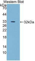 Epidermal Growth Factor (EGF) Pig Monoclonal Antibody