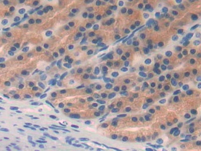 Epidermal Growth Factor (EGF) Rat Monoclonal Antibody