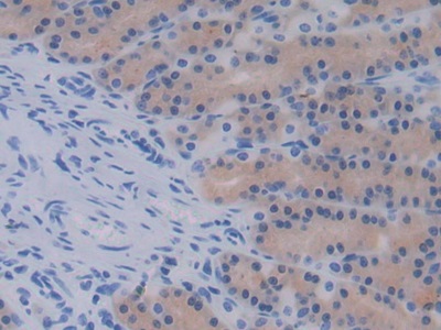 Epidermal Growth Factor (EGF) Rat Monoclonal Antibody