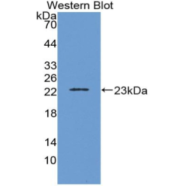 Interleukin 1 Beta (IL1b) Equus caballus, Equine (Horse) Monoclonal Antibody