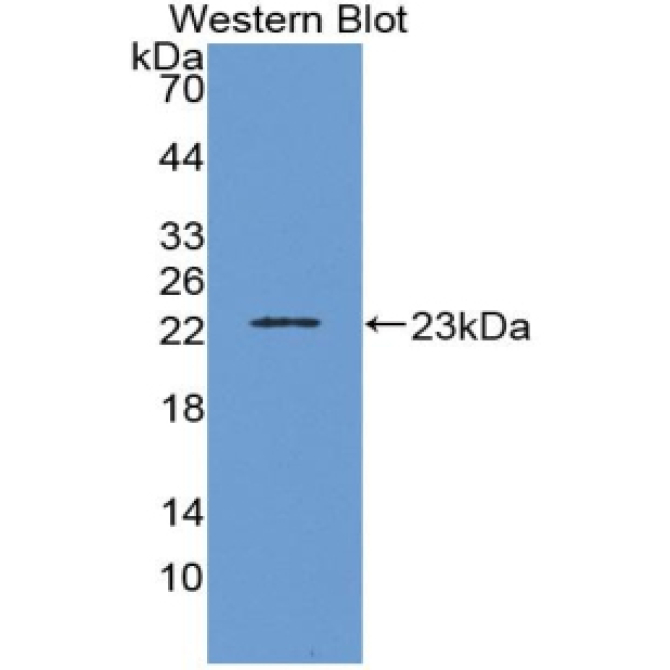 Interleukin 1 Beta (IL1b) Equus caballus, Equine (Horse) Monoclonal Antibody