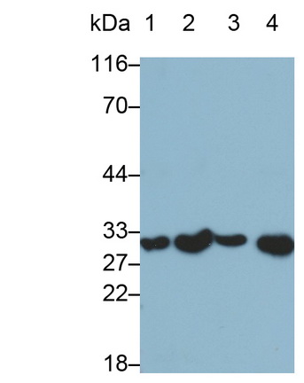 Interleukin 1 Beta (IL1b) Pig Monoclonal Antibody