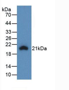 Interleukin 1 Beta (IL1b) Pig Monoclonal Antibody