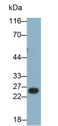 Interleukin 1 Beta (IL1b) Rat Monoclonal Antibody